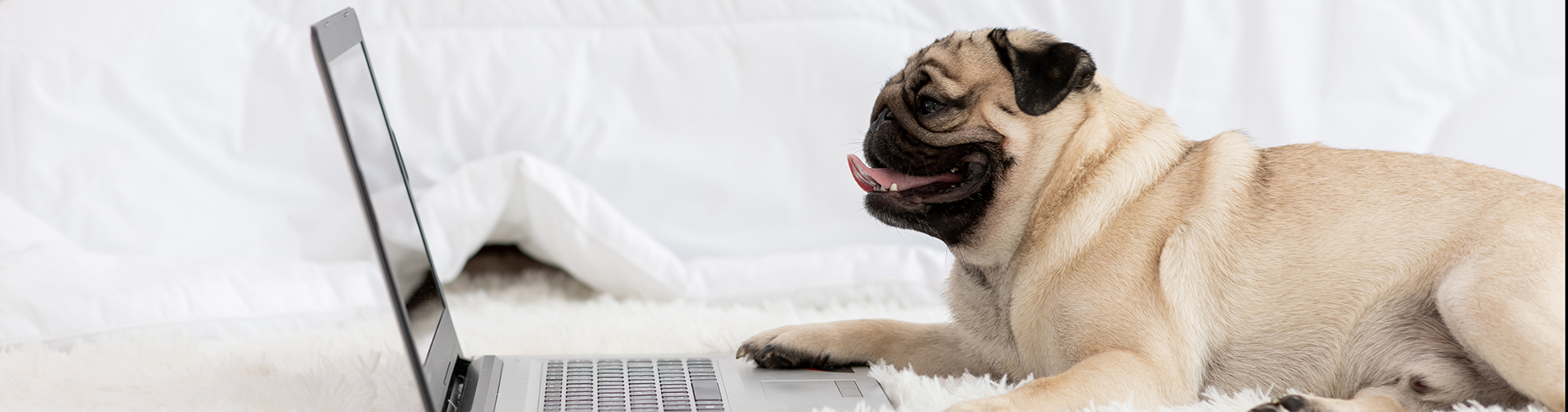 pug on bed looking at computer