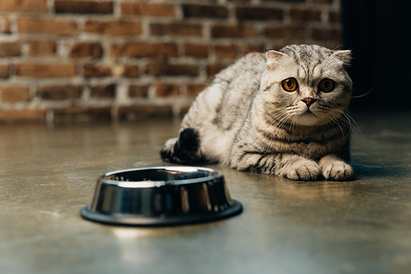 Pet Dental Care in Lewisville: Cat Laying Near Bowl