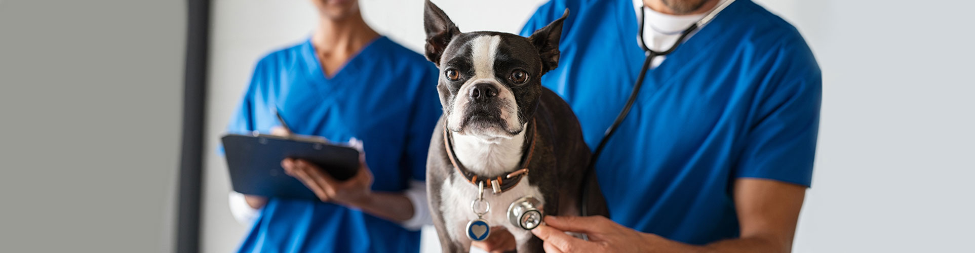 Man vet examining boston terrier with stethoscope in clinic. Veterinarian doctor making checkup of a dog. Young man vet examining dog by stethoscope at pet clinic while nurse making notes in background.