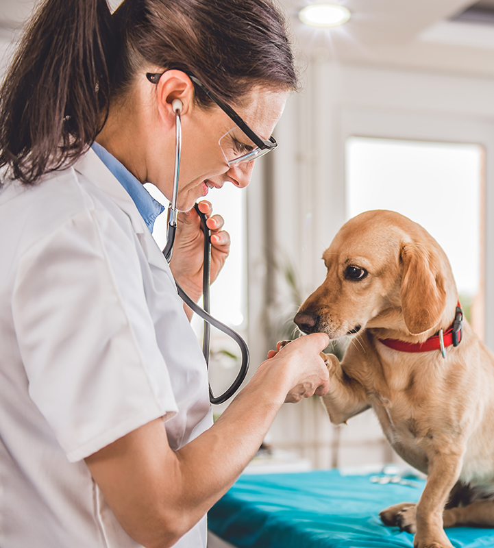 doctor with dog news