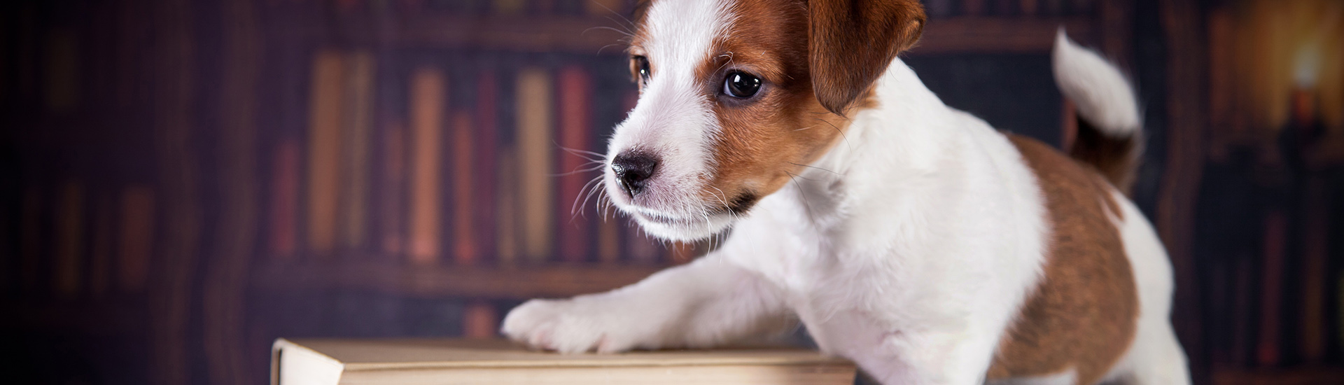 dog with books