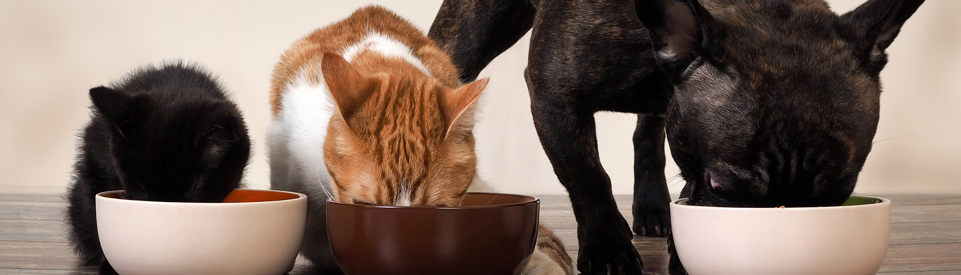 kitten, cat, and dog eating out of bowls